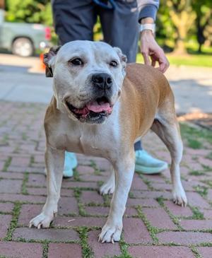 Birria (61427201), Mixed Breed, adult, available for adoption