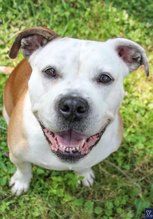 Birria (61427201), Mixed Breed, adult, available for adoption