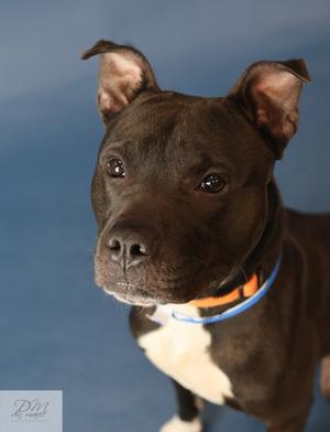 CHASE CLAY (60992778), Mixed Breed, adult, available for adoption