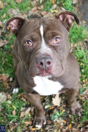 A brown dog with a white chest and a white stripe on its face, standing on grass.