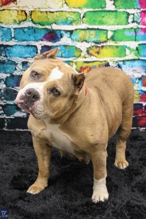 Bellerine (61216276), Mixed Breed, adult, available for adoption
