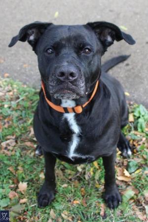 A black dog with a white patch on its chest, wearing an orange collar, sitting on grass with leaves around.