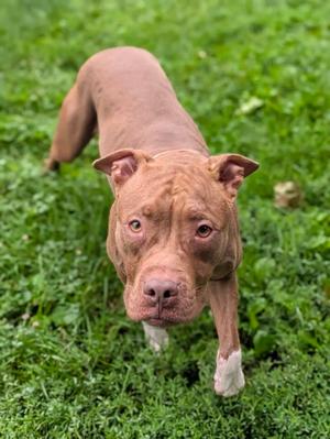 Merry Go Round, Mixed Breed, adult, available for adoption