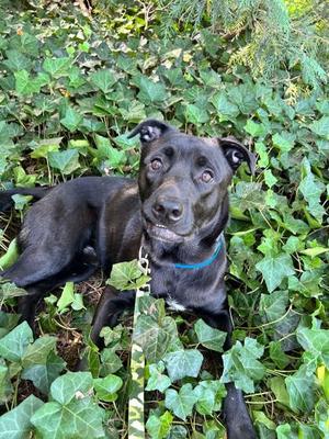 Momo (61650499), Mixed Breed, adult, available for adoption