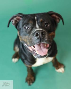 Echo (61187366), Mixed Breed, adult, available for adoption