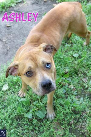 Ashley (61419856), Mixed Breed, young, available for adoption
