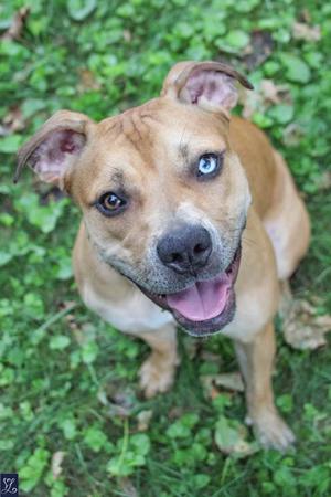 A brown dog with blue eyes looking up at the camera with its mouth open, standing on grass.