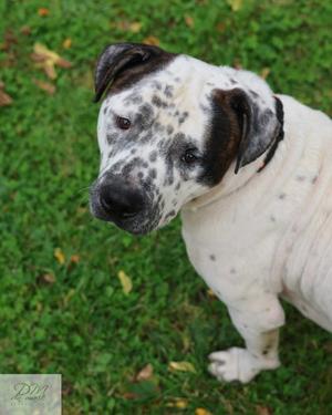 Remington, Mixed Breed, young, available for adoption