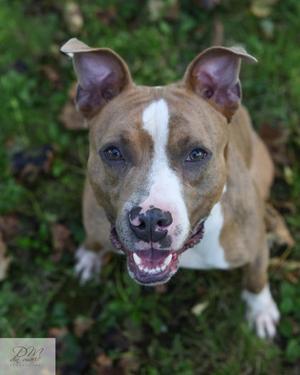 Snoopy (61638348), Mixed Breed, young, available for adoption