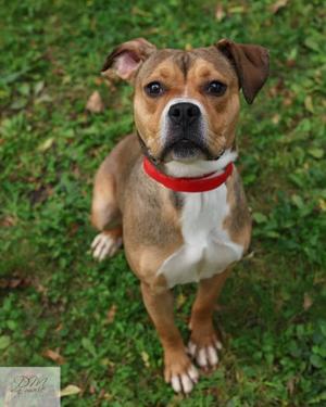 A brown and white dog wearing a red collar, sitting on grass and looking at the camera.