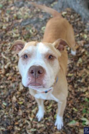 A brown and white dog standing on a bed of leaves, looking up at the camera.