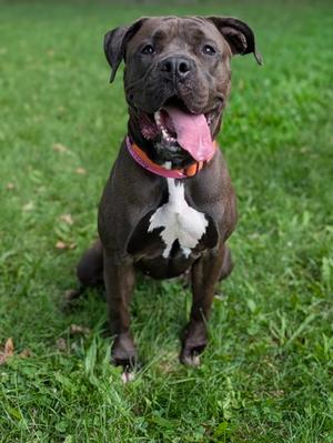 Delta, Mixed Breed, adult, available for adoption