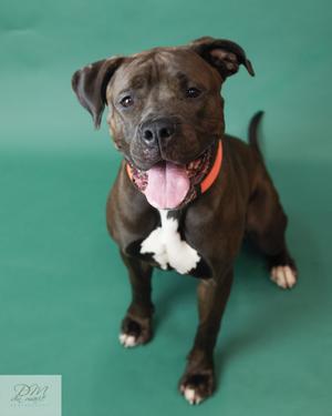 A brown dog with a white chest and a pink tongue sticking out, wearing a red collar, standing on a green background.