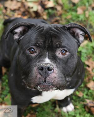 Gonzo, Mixed Breed, adult, available for adoption
