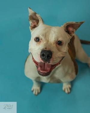 Coconut, Mixed Breed, adult, available for adoption