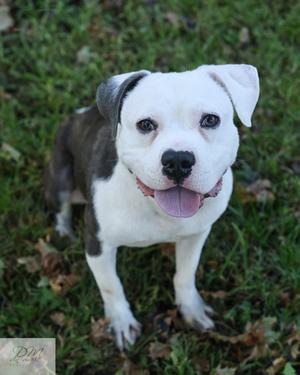 Curry (61627722), Mixed Breed, young, available for adoption