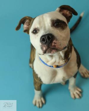 Mako (61366003), Mixed Breed, young, available for adoption