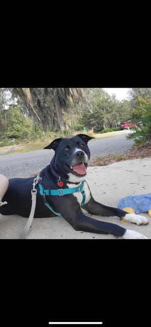 Aspen, Mixed Breed, adult, available for adoption