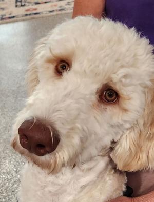 Close-up of a white dog with curly fur and brown eyes
