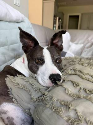 Mia, Mixed Breed / Terrier (Unknown Type, Medium), senior, available for adoption