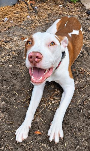 Star, Mixed Breed / Labrador Retriever, puppy, available for adoption