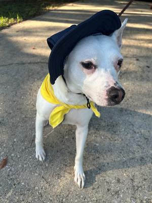 Louie, 31 Flavors Mixes, young, available for adoption