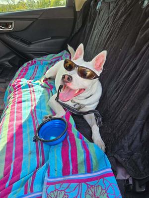 Louie, Mixed Breed, young, available for adoption