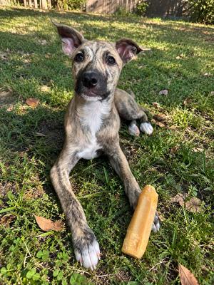 Logan, Mixed Breed, puppy, available for adoption