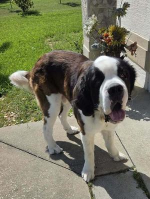 Walker, St. Bernard, young, available for adoption