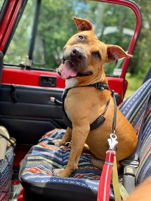 Penny, Black Mouth Cur, adult, available for adoption
