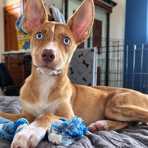Laila, Mixed Breed, puppy, available for adoption