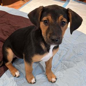 Reeses, Mixed Breed, puppy, available for adoption