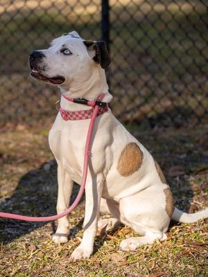 Marble, Hound (Unknown Type) / Mixed Breed, young, available for adoption