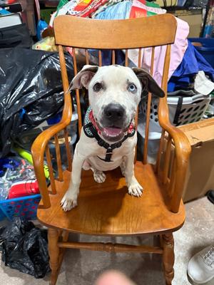Marble, Hound (Unknown Type) / 31 Flavors Mixes, young, available for adoption