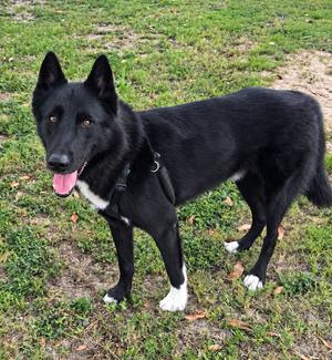 Laredo, Mixed Breed, adult, available for adoption