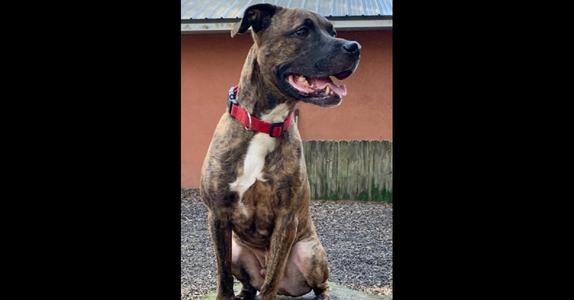 Sonny, Hound (Unknown Type), adult, available for adoption