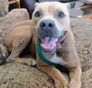 Tank, American Pit Bull Terrier, adult, available for adoption