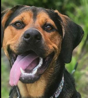 Nala, hound, young, available for adoption