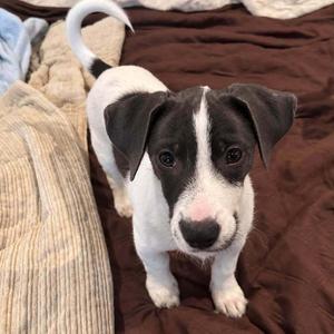 Nugget, Mixed Breed, puppy, available for adoption