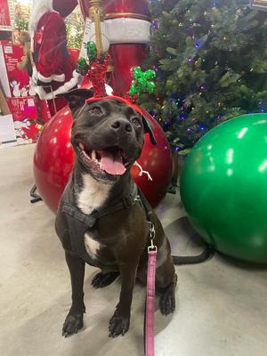 Sweetie, American Pit Bull Terrier / Rottweiler, young, available for adoption