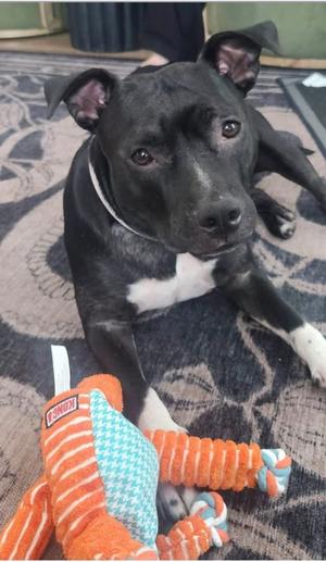 Daisy, 31 Flavors Mixes, adult, available for adoption