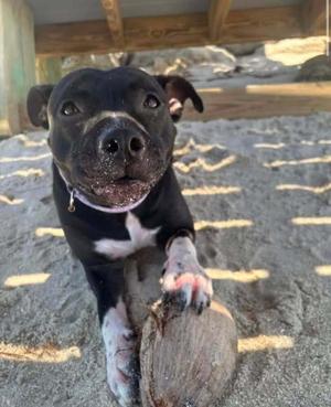 A black and white dog with a white chest and paws is standing on a sandy surface, holding a coconut in its front paws. The dog is wearing a collar and appears to be looking directly at the camera. The background includes wooden structures and some scattered debris.
