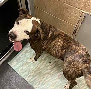 Fred, Pit Bull Terrier, adult, available for adoption