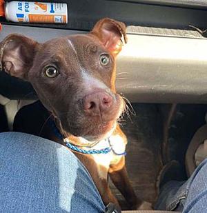 Brownie, American Pit Bull Terrier, adult, available for adoption