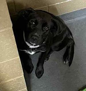 Bobbie, Labrador Retriever, young, available for adoption