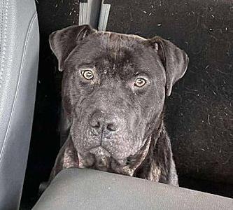 Bentley, American Bulldog, adult, available for adoption