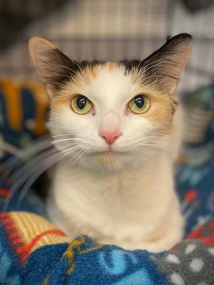 Lolah, adult, available for adoption