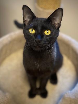 Roxy, young, available for adoption
