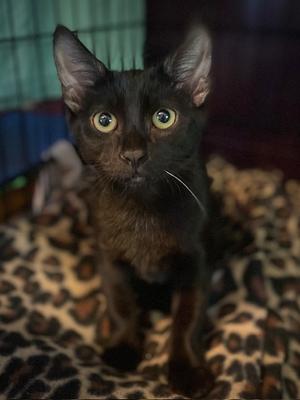 A black cat with large yellow eyes sitting on a leopard print blanket.
