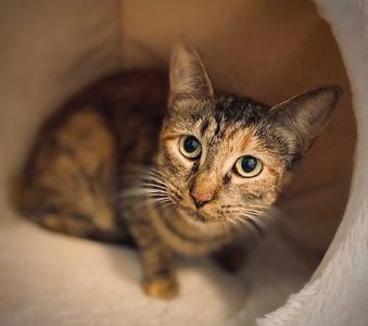 A tabby cat with green eyes is sitting inside a cozy, white, circular cat bed. The cat is looking directly at the camera with a curious expression.